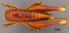 CollectionObject 1522001; 39bc8d9b-88b8-47d8-bff1-00ff8196adf3: Female, dorsal view (holotype). (CollectionObject).