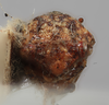 Head: !! display not done !! on Vanduzea laeta Goding, 1893: (Observation).