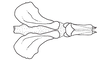 Digamacris amoena (Stål, 1878): Fig. 23. endophallus, dorsal view. (Otu).