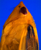 Head on Chilenana chilena DeLong & Freytag, 1967: Male [DZRJ]: head, pronotum and mesonotum, lateral view. (Observation).