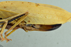 CollectionObject 1532035; 77ad2280-e239-4525-aabd-fdeca254ecf0: female terminalia, lateral view (syntype). (CollectionObject).
