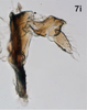 Anal tube processes on Bretega ensiverpa Stiller, 2017: Anal tube process. (Observation).