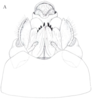 Cixidia (Epiptera) mersinica (Dlabola, 1987): (Otu).