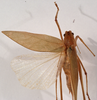 CollectionObject 1534531; ed87de70-c4b0-40b6-b0d6-ecdfb1b3b9d7: female, dorsal view (holotype of Scopiorus muticus). (CollectionObject).