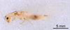 CollectionObject 1523106; a7a07e91-5075-40be-bd91-a820baa3de3e: Male, lateral view (holotype). (CollectionObject).