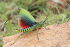 Phymateus (Phymateus) viridipes viridipes Stål, 1873: 2010. female with spread wings (N Pare Mountains, 1300 m). (Otu).