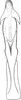 Aedeagus, ventral view on Falcitettix (Falcitettix) pseudagropyri (Emeljanov, 1966): Aedeagus, ventral view (M. iunsurenae). (Observation).