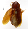 CollectionObject 1587366; MNHN(SF IMPORT DUPLICATE) MNHN-EP-EP991, 2313431a-f460-44aa-bdae-841f9c4fc8ce: CC BY-NC-ND 4.0/MNHN - Depraetere Marion - 2014. Syntype, male, of aethiopica Shelford, 1907. Specimen number: MNHN-EP-EP991. http://coldb.mnhn.fr/catalognumber/mnhn/ep/ep991. (CollectionObject).