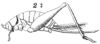 Heterogryllus ocellaris Saussure, 1874: Pl. 16, Fig. 41(2). female, lateral view. (Otu).