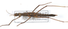 CollectionObject 1560243; 08bbcdb5-257d-4b01-bcbd-02be88b25e11: copyright ZMB, Berlin. female (paratype). (CollectionObject).