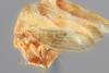 Habitus, lateral view on Cyrtolobus woodruffi Ball, 1932: (Observation).