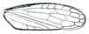 Forewing: Hecalus viridis, forewing. (Observation).