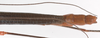 Nescicroa rufescens Hennemann, 1998: copyright F. Hennemann. male: end of abdomen, dorsal view (paratype). (Otu).