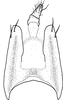 Pygofer, dorsal view on Brazosa picturella (Baker, 1923): (Observation).