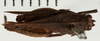 CollectionObject 1529958; 4e187848-5a8a-4da2-bb5c-93ab699069d4: female, dorsal view (holotype). (CollectionObject).