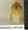 Heterogamodes ursina quadrispina Chopard, 1929: Copyright Natural History Museum, London. Paratype (adult male) in BM(NH). Dorsal view. (Otu).