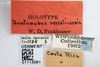 Other: !! display not done !! on Tumecauda serraticornis (Funkhouser, 1930): (Observation).