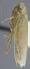 Habitus, lateral view: !! display not done !! on Chlorotettix (Chlorotettix) minimus Baker, 1898: Lateral. (Observation).