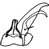 Subgenital plate, ventral view on Shamala (Shamala) shamalae Dworakowska, 1994: Subgenital plate, stylus & connective. (Observation).