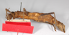 CollectionObject 1562227; a58ba5bd-848a-4ed4-a2b4-73916533b18f: Copyright MNCN, Madrid. female, ventral view (syntype). (CollectionObject).;CollectionObject 1562228; 04fc29ef-48b7-4a14-bdec-ef4159c0b62c: Copyright MNCN, Madrid. female, ventral view (syntype). (CollectionObject).
