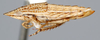 Habitus, lateral view: !! display not done !! on Clorindaia cyphora Blocker & Fang, 1992: Clorindaia cyphora, laterally (INHS). (Observation).