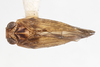 Habitus, dorsal view: (Observation).
