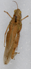 CollectionObject 1579345; feca1dbd-4600-4bb8-a4b2-3144cbb87836: female, dorsal view. (CollectionObject).