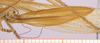 CollectionObject 1479197; 7877ccdf-e17b-4fd1-acbf-17e7c8cd566a: ovipositor. (CollectionObject).