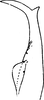 Stylus on Anufrievia akazu (Matsumura, 1932): Stylus. (Observation).