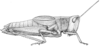 Chloealtis abdominalis (Thomas, 1873): Fig. 4. female habitus. (Otu).