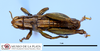 CollectionObject 1564949; 3997081e-b12e-40ca-8793-ff750cc75446, MLP1118/3-11': male, dorsal view (paratype). (CollectionObject).