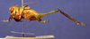 CollectionObject 1520504; 359550d9-0d11-46e9-81dd-e23885203de8: male, lateral view. (CollectionObject).