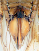 Ovipositor: !! display not done !! on Drabescus quadrispinosus Shang, Webb & Zhang, 2014: Ovipositor. (Observation).