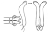 Xyleus insignis (Giglio-Tos, 1894): apical endophallic valves, dorsal, lateral, and caudal view. (Otu).