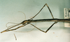 CollectionObject 1557822; 1f94c9f0-8b15-469f-8c13-bb6e5c98b3de: copyright CUMZ, Cambridge. female: head and thorax, lateral view of synonym Myronides ramulus (holotype). (CollectionObject).