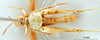 CollectionObject 1530825; 6e715dd5-a6ac-4f7a-91b4-fa714d9bddda: female, ventral view (syntype). (CollectionObject).