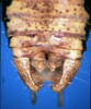 CollectionObject 1505304; 4ba5ef3e-cff3-47d0-bc1f-209e296f20a0: male cerci (holotype). (CollectionObject).