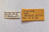 Other: !! display not done !! on Ormenana linki (Heidemann & Osborn, 1917): (Observation).
