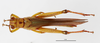CollectionObject 1588722; 25c8fe51-59f1-487a-9281-6833166cf1fb: male, dorsal view. (CollectionObject).