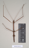CollectionObject 1559564; NHMUK(SF IMPORT DUPLICATE) 844774, aa7b9465-9c12-4669-88e0-ede347c4c077: copyright Natural History Museum, London. male (holotype). (CollectionObject).