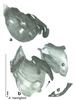 CollectionObject 1568242; 474401ba-b16e-4b16-a30e-892abc85a699: Original drawing by Heidi Hopkins © Heidi Hopkins. Holotype, adult male, genitalia, ventral view. (CollectionObject).