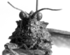 CollectionObject 1575374; 8793afd4-047f-4a3a-810d-46b661160fb1: Image Carbonell, C.S. male, frontal view (Ommexecha sommeri). (CollectionObject).