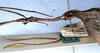 CollectionObject 1558178; NMW 869, 62bb2651-3365-4342-8a9e-dc36b257d7c3: copyright NHMW, Vienna. male: head and thorax, lateral view of synonym Acrophylla aliena (lectotype). (CollectionObject).