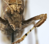 CollectionObject 1541600; b912425d-c77e-45a8-9ab5-38ab55e5656f, MNHN-EO-ENSIF1612: male face (paratype of permaculata). (CollectionObject).