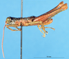 CollectionObject 1566285; 20a1b3d7-13f3-497f-9298-2269bee16270: male, lateral view (paratype). (CollectionObject).