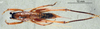 CollectionObject 1572594; ff970fb7-a899-4b1c-acc1-0a987ecd9848: female, dorsal view (syntype). (CollectionObject).