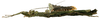 CollectionObject 1564238; 3d1b6f02-877b-4181-93f4-f2b795a34d72: copyright ISNB, Brussels. female, lateral view (holotype). (CollectionObject).