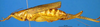 CollectionObject 1567530; 87c8efe6-ae3f-4e94-982a-34b020d0020b: female, lateral view (paratype). (CollectionObject).