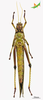 CollectionObject 2249357; 5402580c-6540-43e5-8fa9-d382e466c8c5, Unioeste Cascavel K-1168: Female, ventral view. (CollectionObject).