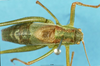 CollectionObject 1507224; fdc906bd-87a0-4728-8fa0-53e22e8b6649: male, dorsal view (paratype). (CollectionObject).